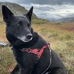 Sognefjorden-vik I Sogn Daire *