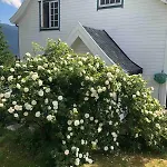 Daire Sognefjorden-vik I Sogn *